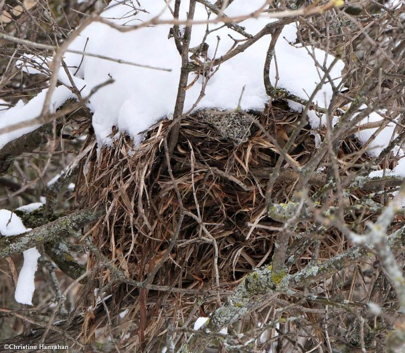 Red squirrel nest