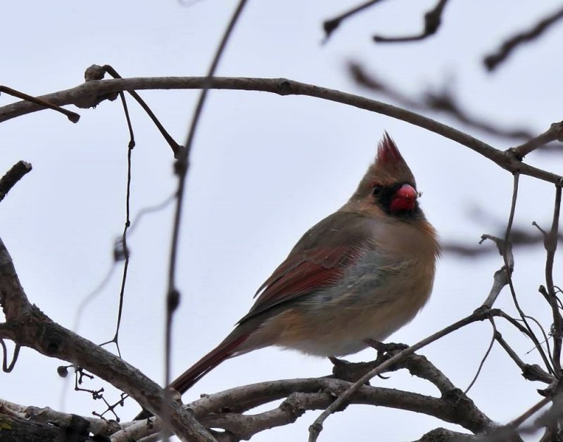 Northern cardinal