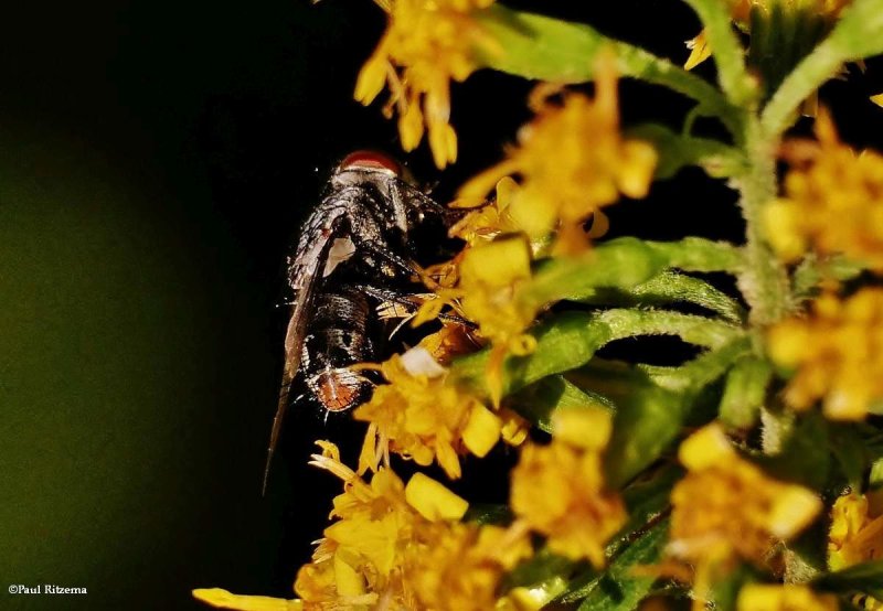 Flesh Flies (Family: Sarcophagidae)