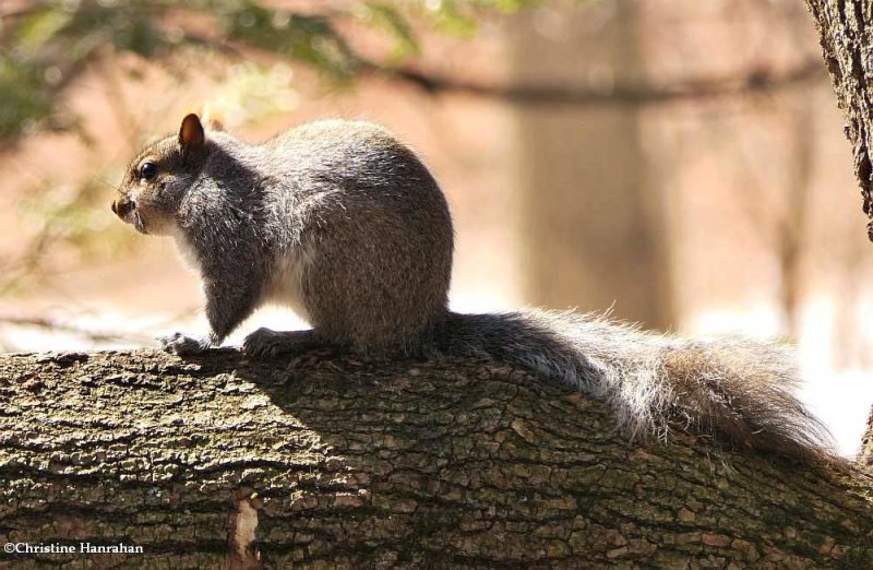 Eastern grey squirrel (Sciuris carolinensis)