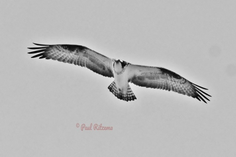 Hawks and Turkey Vultures of the FWG