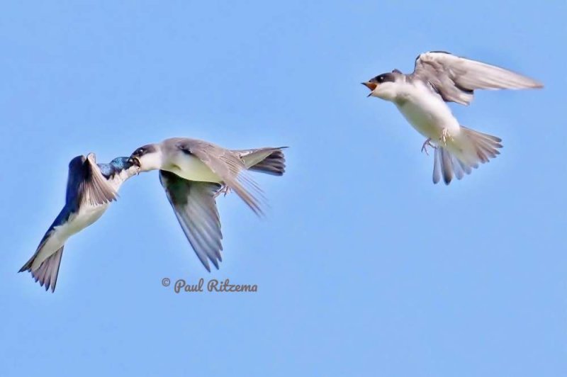 Swallows of the FWG