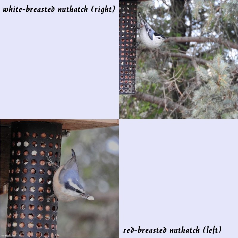 Both species of nuthatch
