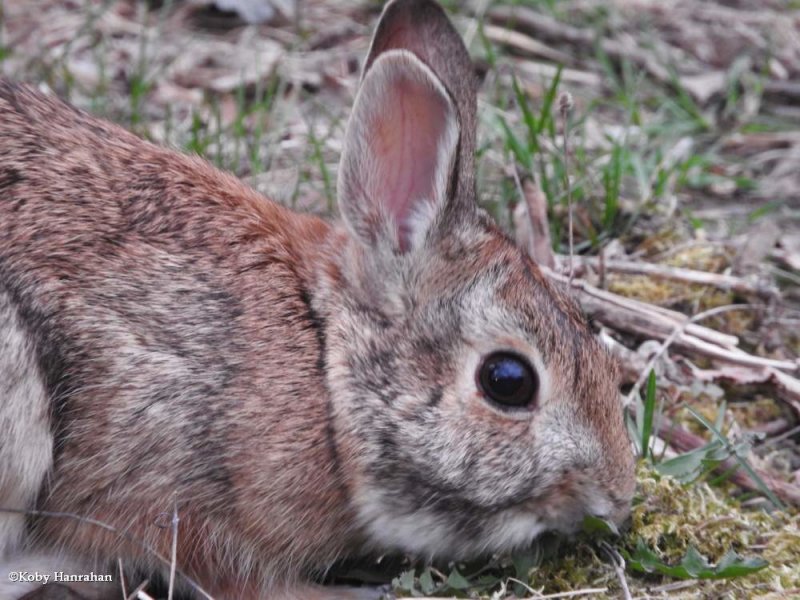Eastern cottontail (<em>Sylvilagus floridanus</em>)