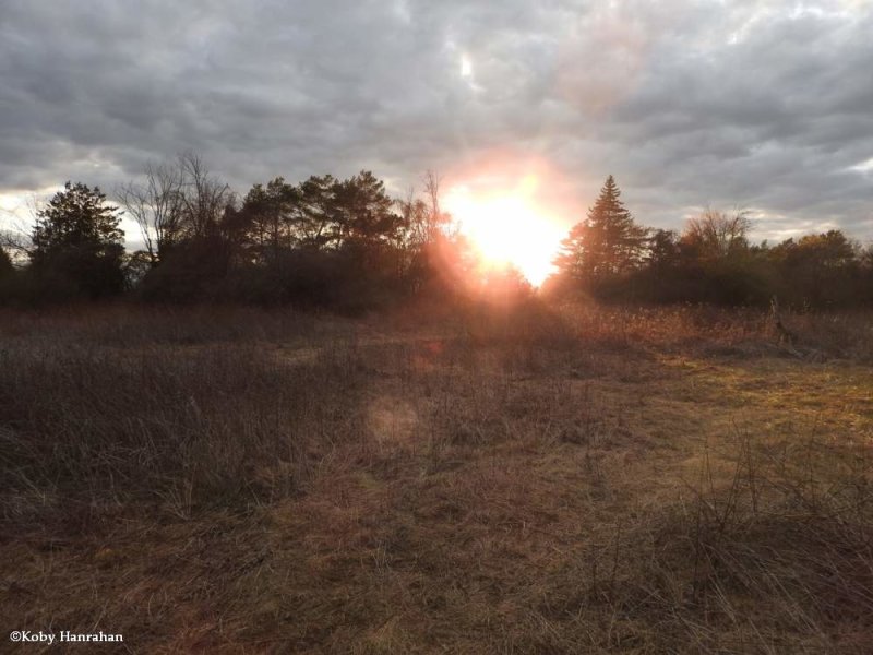 The old field at sunset