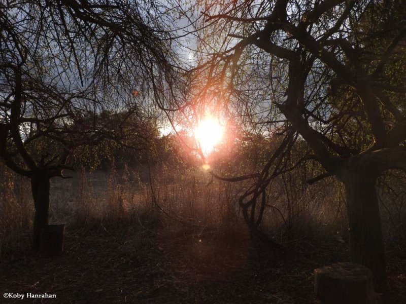 Late day overlooking the old field habitat