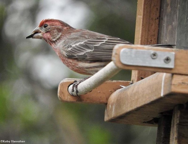 house finch, male