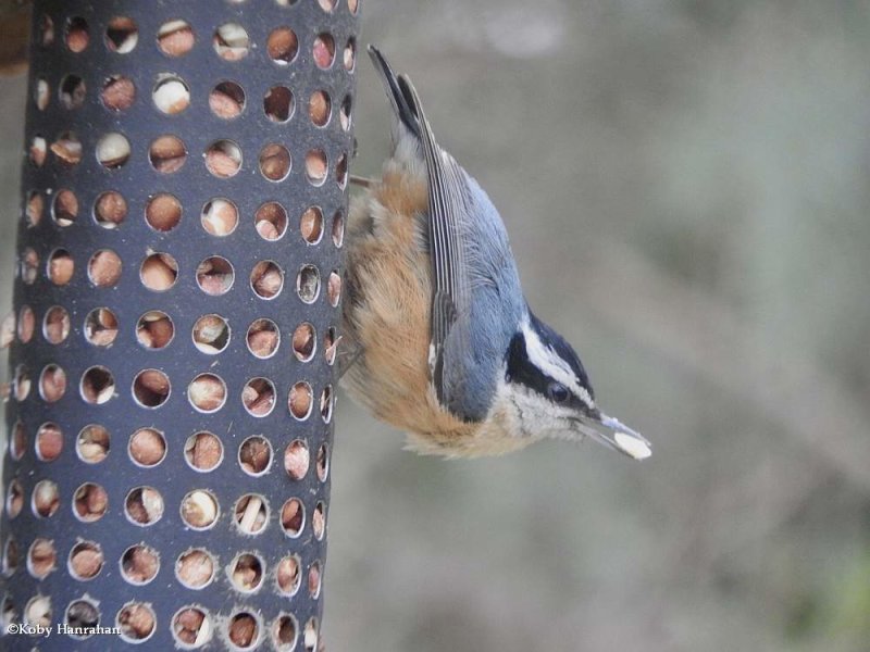 Red-breasted nuthatch