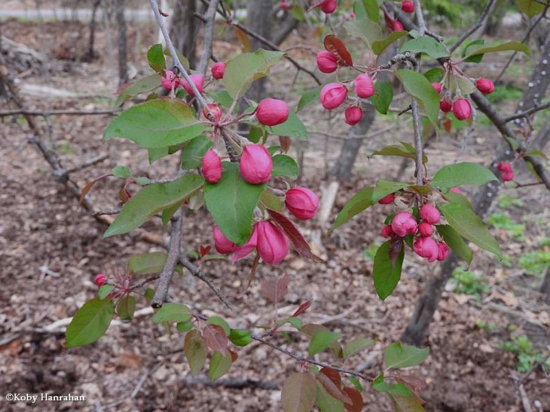Crabapples (Malus)