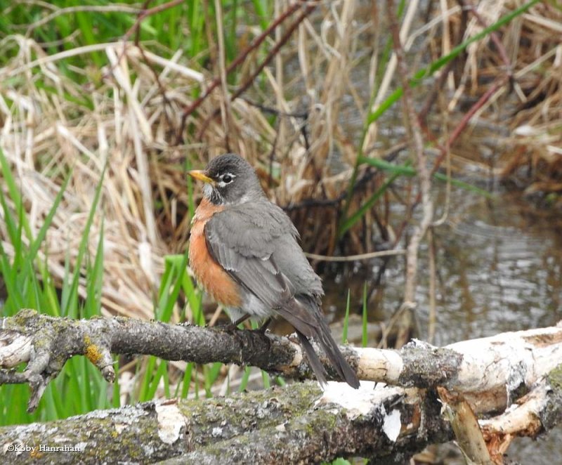American robin
