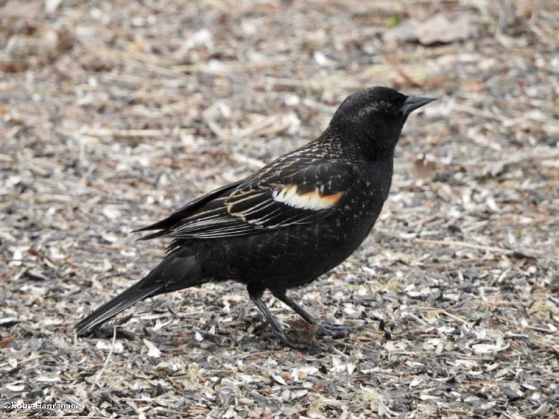 Red-winged blackbird, male