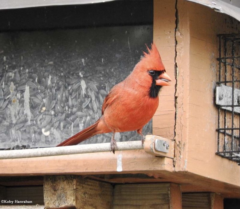 Northern cardinal, male