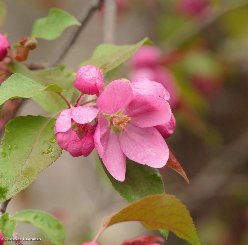 Crabapples (Malus)