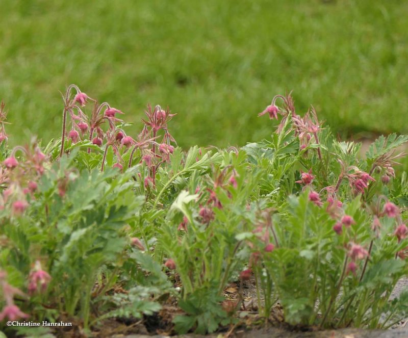 Prairie smoke (Geum triflorum)