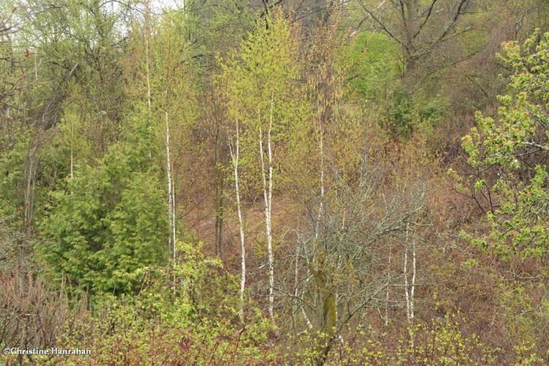 Ravine