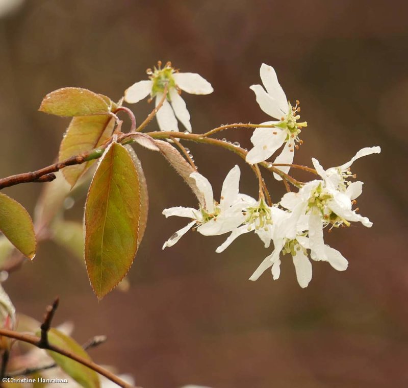 Serviceberry (Amelanchier)