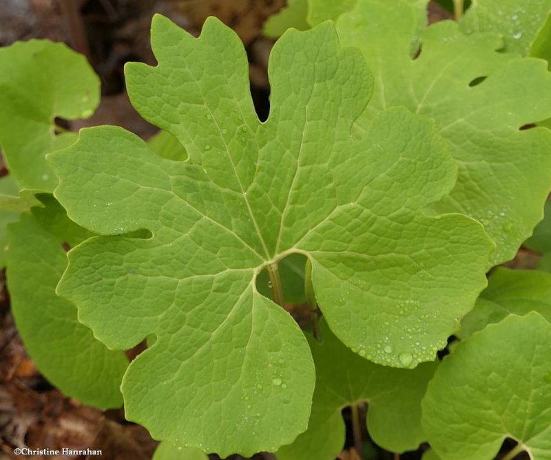 Bloodroot (Sanguinaria canadensis)