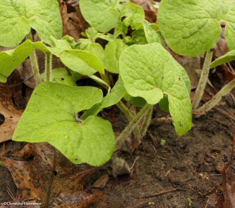 Wild ginger (Asarum canadense)