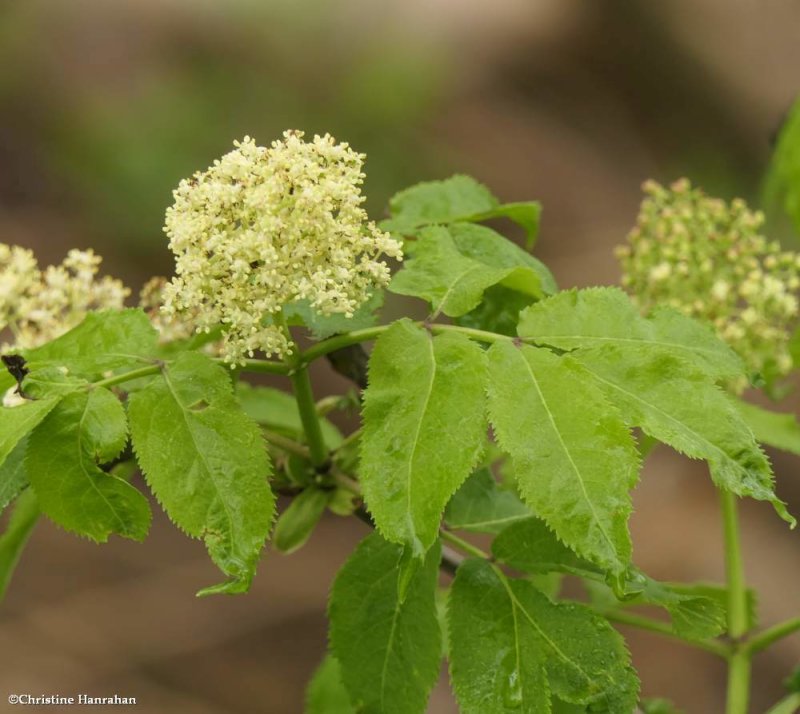 Red-berried elder (Sambucus racemosa)