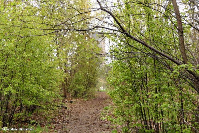 Old woods
