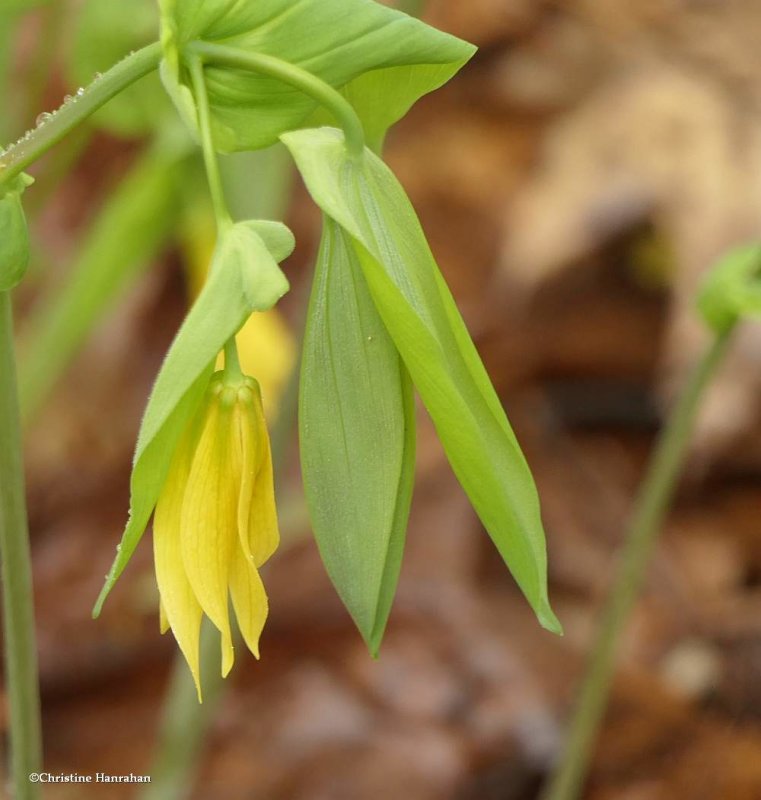 Large-flowered bellwort (Uvularia grandiflora)