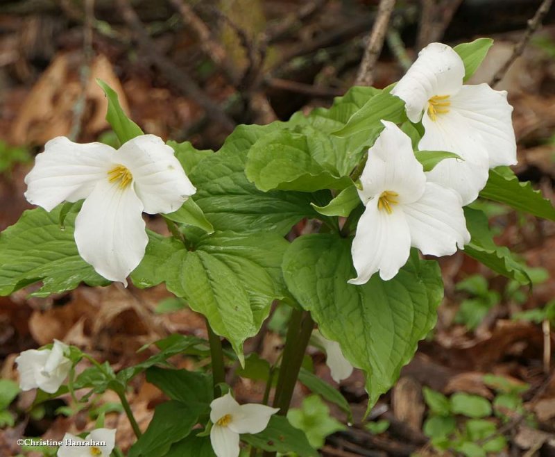White trillium  (Trillium grandiflorum)