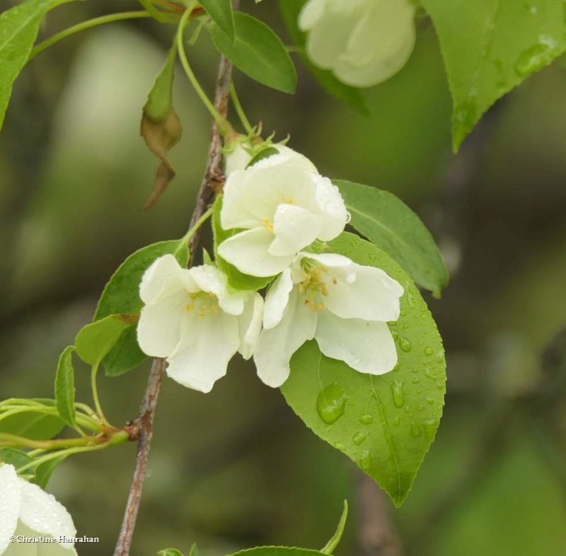 Crabapples (Malus)
