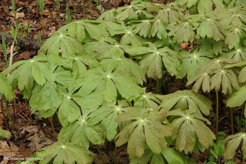 Mayapple (Podophyllum peltatum)