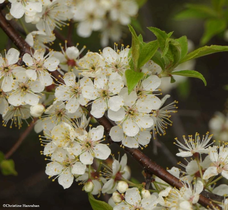 Plum (Prunus)