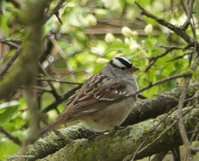 White crowned sparrow