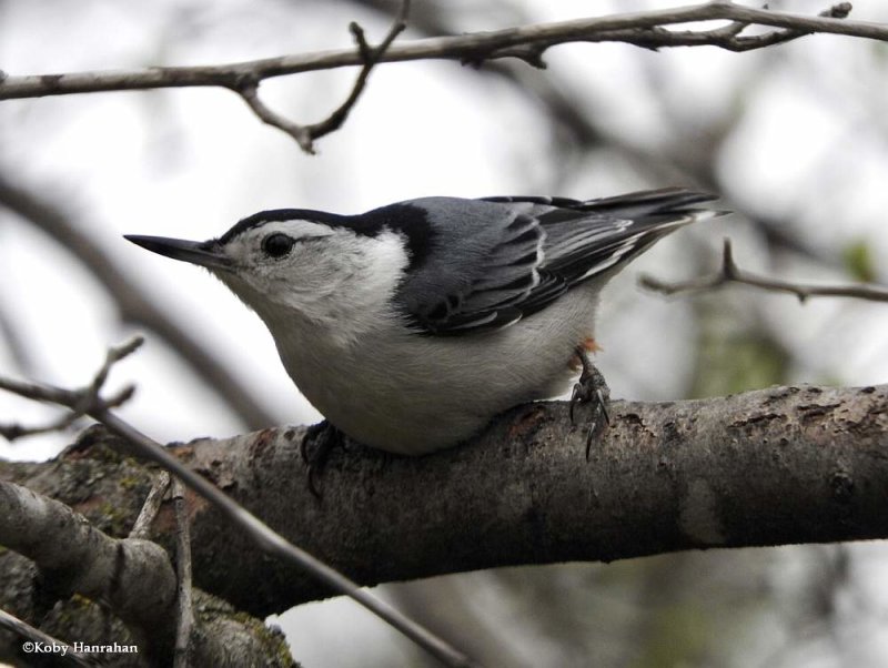 White-breasted nuthatch