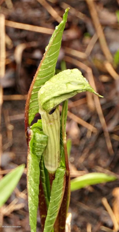 Jack-in-the-pulpit  (Arisaema triphyllum)