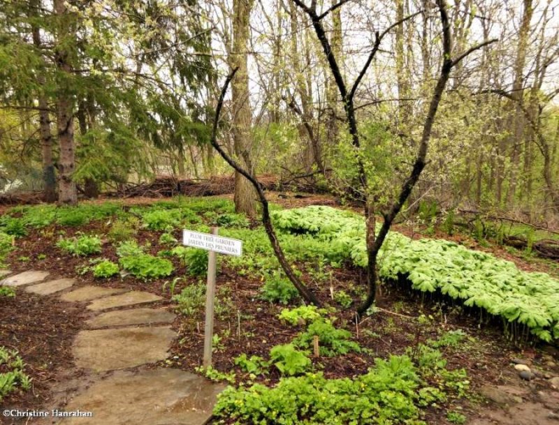 The Plum tree garden