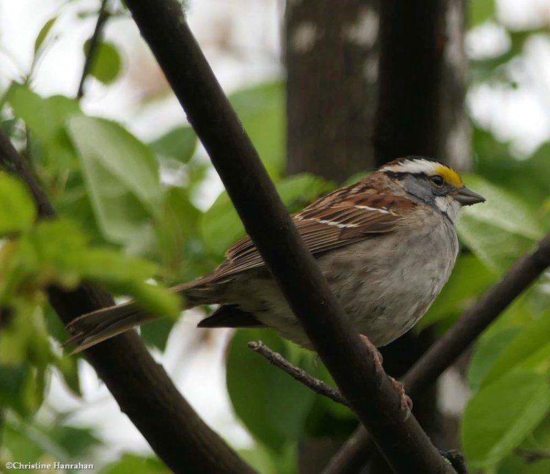 White-throated sparrow