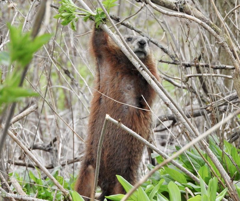 Groundhog  (Marmota monax) 