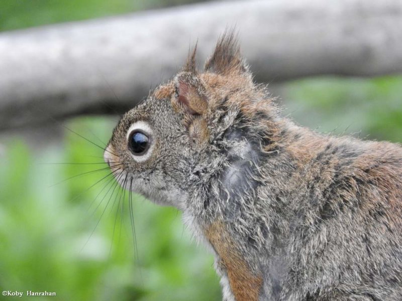 Eastern red squirrel (Tamiasciurus hudsonicus)