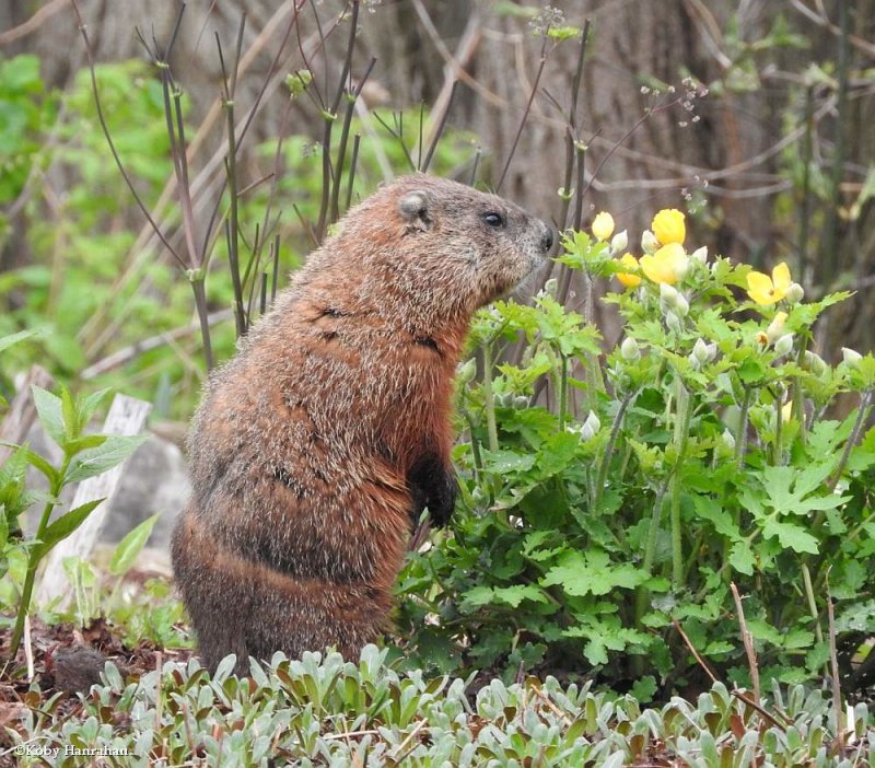 Groundhog  (Marmota monax)