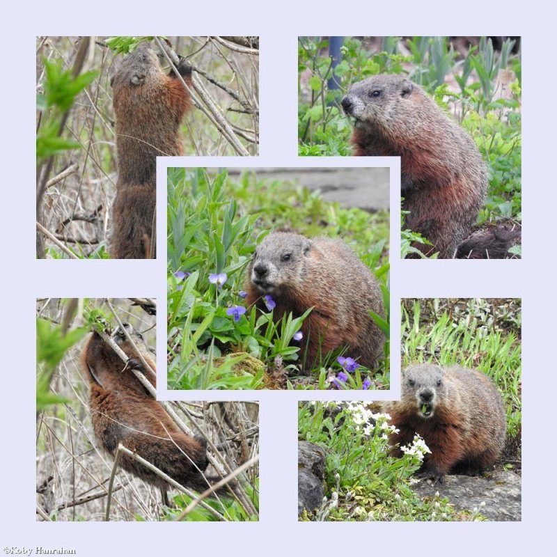 Groundhog  (Marmota monax)