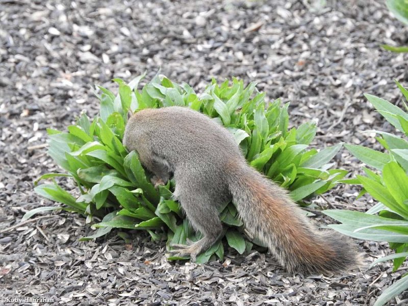 Red squirrel  (Tamiasciurus hudsonicus)