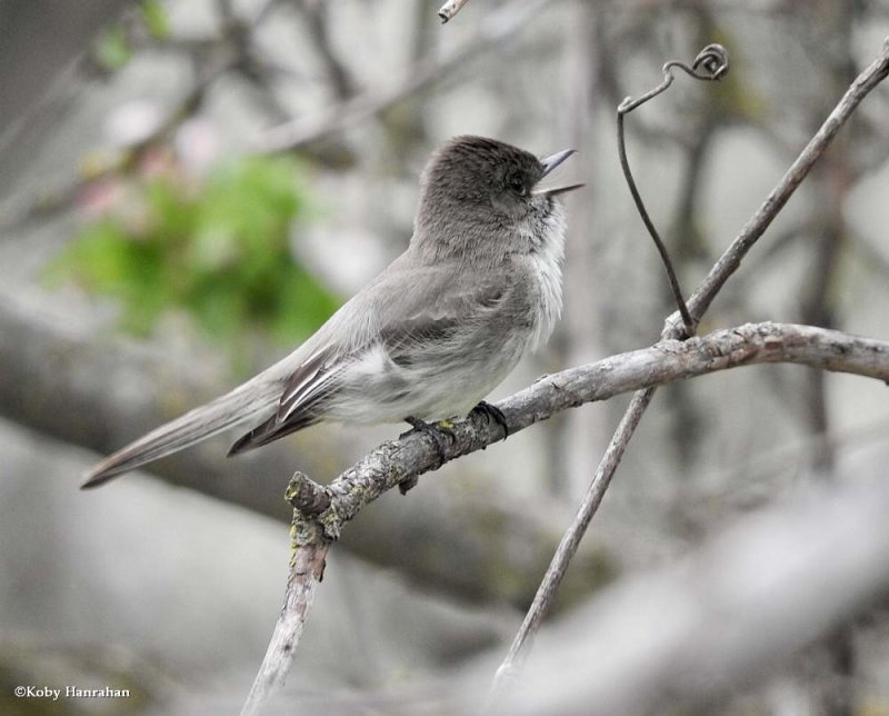 Eastern phoebe