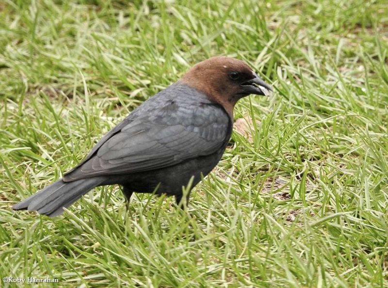 Brown-headed cowbird, male