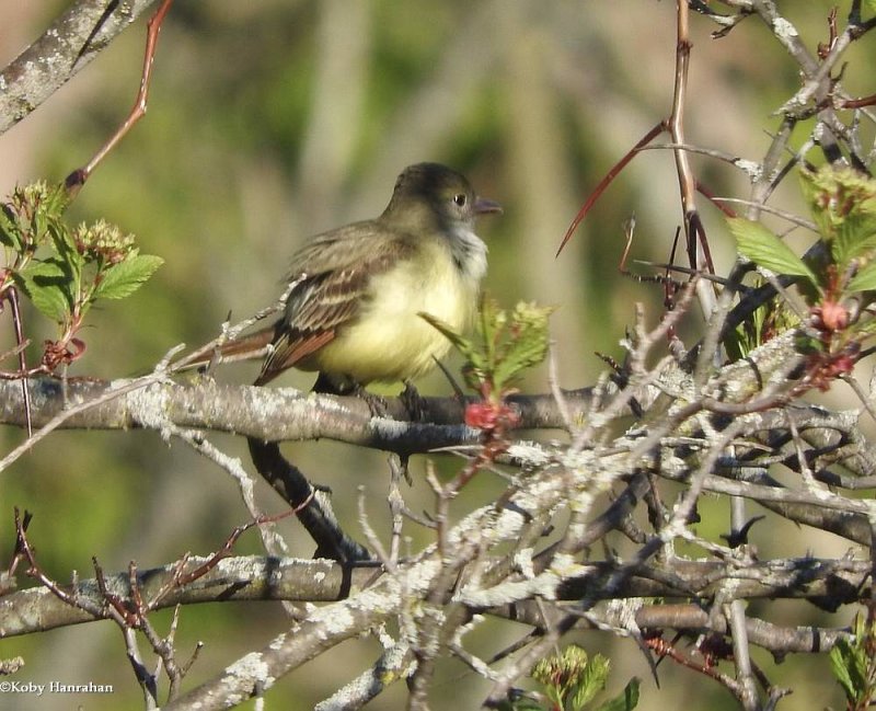 Great crested flycatcher