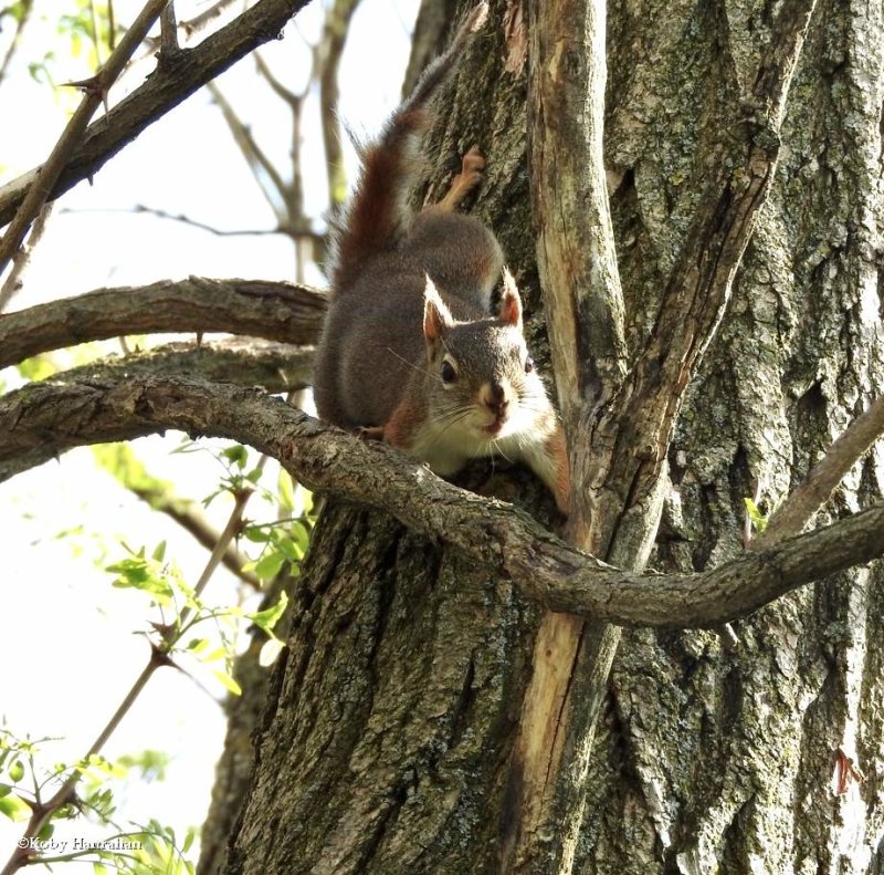 Red squirrel  (Tamiasciurus hudsonicus)