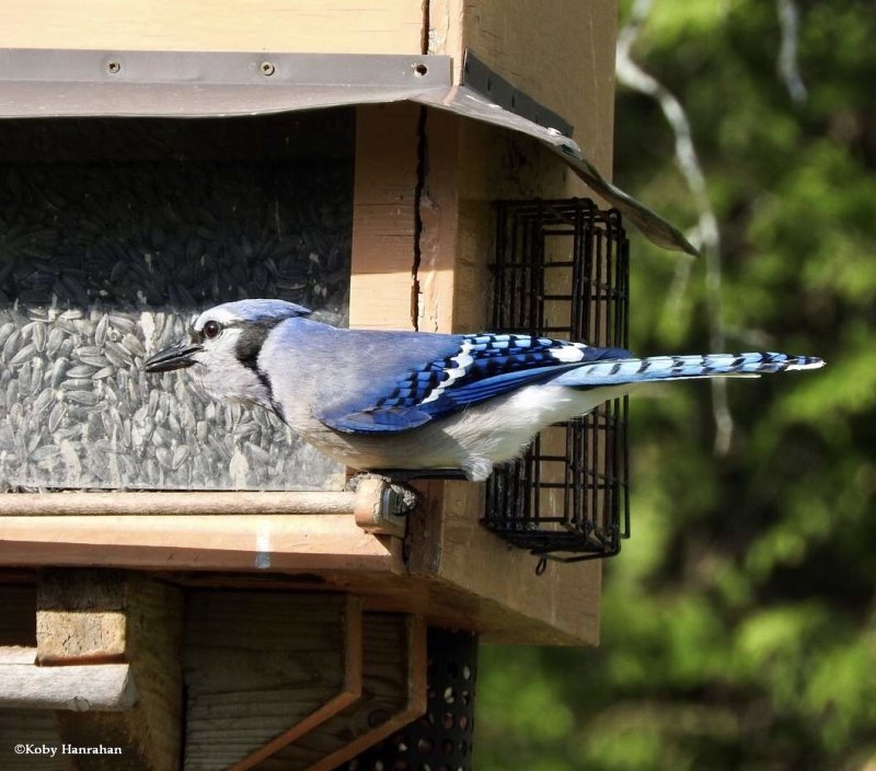 Blue jay