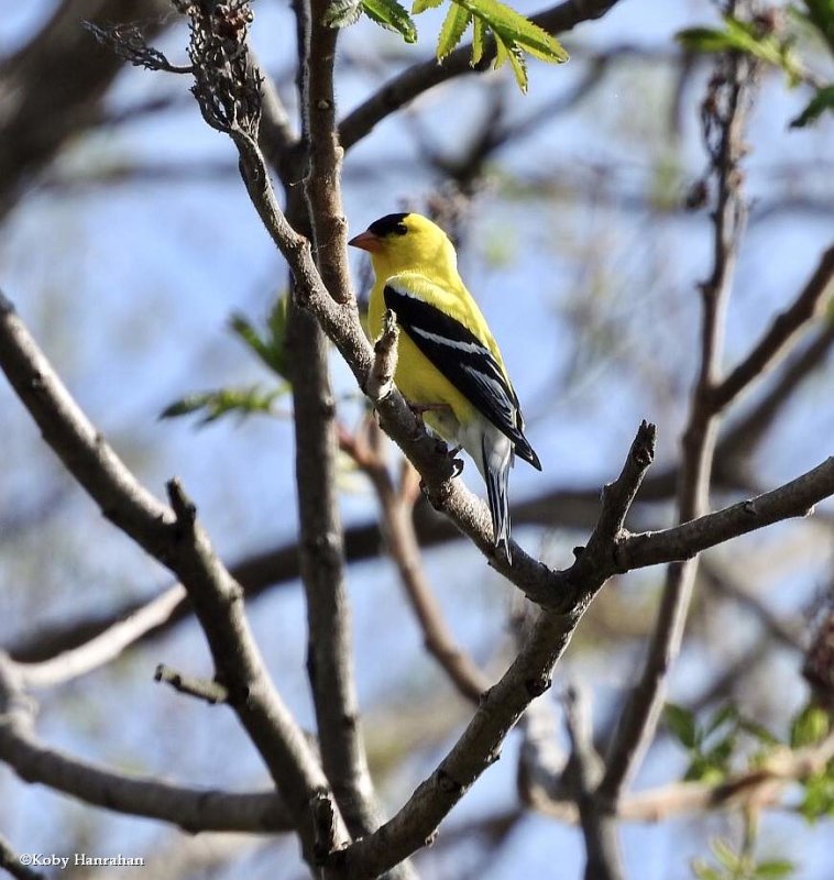 American goldfinch