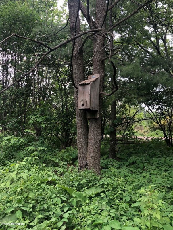 Roosting box