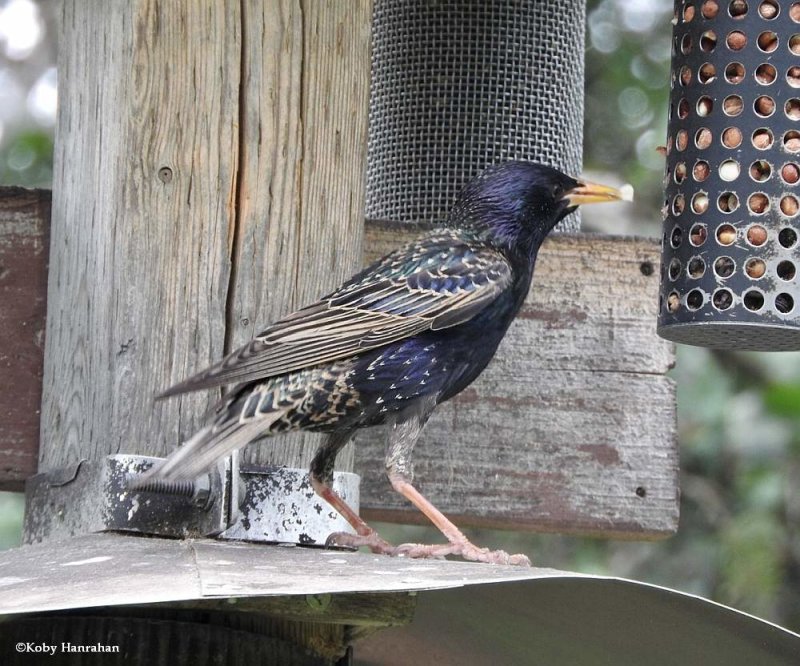 European starling