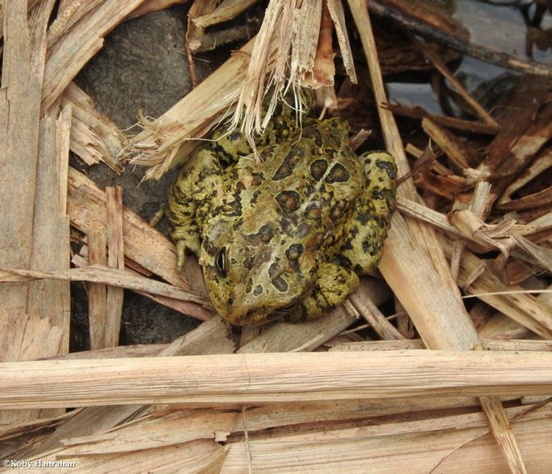 American toad  (Anaxyrus americanus)