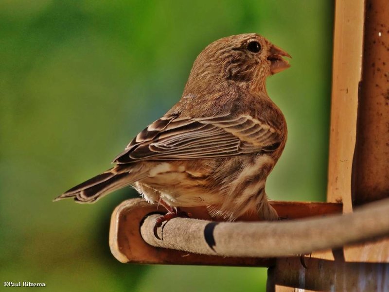 Finches of the FWG
