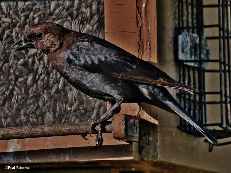 Blackbirds of the FWG